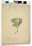 Page 224. Isopogon anemonifolius, c.1803-06 by John William Lewin