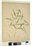Page 225. The branch of a species of Eucalyptus bearing galls..., c.1803-06 by John William Lewin