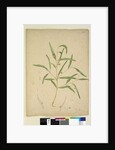 Page 225. The branch of a species of Eucalyptus bearing galls..., c.1803-06 by John William Lewin