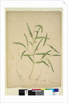 Page 225. The branch of a species of Eucalyptus bearing galls..., c.1803-06 by John William Lewin