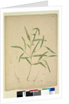 Page 225. The branch of a species of Eucalyptus bearing galls..., c.1803-06 by John William Lewin