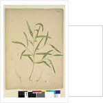 Page 225. The branch of a species of Eucalyptus bearing galls..., c.1803-06 by John William Lewin