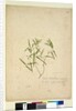 Page 230. Geitonoplesium cymosum, c.1803-06 by John William Lewin