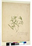 Page 230. Geitonoplesium cymosum, c.1803-06 by John William Lewin
