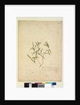 Page 230. Geitonoplesium cymosum, c.1803-06 by John William Lewin