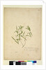Page 230. Geitonoplesium cymosum, c.1803-06 by John William Lewin