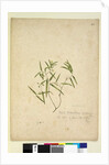 Page 230. Geitonoplesium cymosum, c.1803-06 by John William Lewin