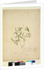 Page 230. Geitonoplesium cymosum, c.1803-06 by John William Lewin