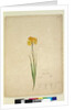 Page 232. Ixia lutea, c.1803-06 by John William Lewin