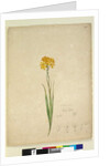 Page 232. Ixia lutea, c.1803-06 by John William Lewin
