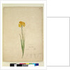Page 232. Ixia lutea, c.1803-06 by John William Lewin