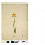 Page 232. Ixia lutea, c.1803-06 by John William Lewin