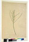 Page 234. Leptomeria, c.1803-06 by John William Lewin