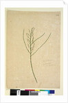 Page 234. Leptomeria, c.1803-06 by John William Lewin