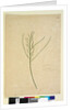 Page 234. Leptomeria, c.1803-06 by John William Lewin