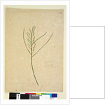 Page 234. Leptomeria, c.1803-06 by John William Lewin