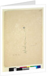 Page 235. Campanula, c.1803-06 by John William Lewin