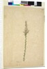Page 236. Sprengelia, c.1803-06 by John William Lewin