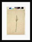 Page 236. Sprengelia, c.1803-06 by John William Lewin