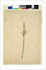 Page 236. Sprengelia, c.1803-06 by John William Lewin