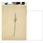 Page 236. Sprengelia, c.1803-06 by John William Lewin