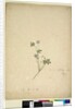 Page 237. Geranium pilosum, c.1803-06 by John William Lewin