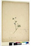 Page 237. Geranium pilosum, c.1803-06 by John William Lewin