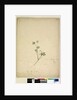 Page 237. Geranium pilosum, c.1803-06 by John William Lewin