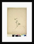 Page 237. Geranium pilosum, c.1803-06 by John William Lewin