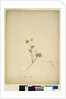Page 237. Geranium pilosum, c.1803-06 by John William Lewin