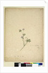 Page 237. Geranium pilosum, c.1803-06 by John William Lewin