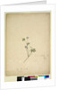 Page 237. Geranium pilosum, c.1803-06 by John William Lewin