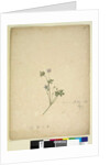Page 237. Geranium pilosum, c.1803-06 by John William Lewin