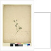 Page 237. Geranium pilosum, c.1803-06 by John William Lewin