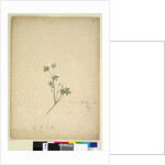 Page 237. Geranium pilosum, c.1803-06 by John William Lewin