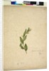 Page 238. Goodenia ovata, c.1803-06 by John William Lewin