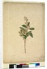 Page 240. Pomaderris ligustrina, c.1803-06 by John William Lewin