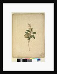 Page 240. Pomaderris ligustrina, c.1803-06 by John William Lewin
