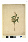 Page 240. Pomaderris ligustrina, c.1803-06 by John William Lewin