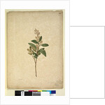 Page 240. Pomaderris ligustrina, c.1803-06 by John William Lewin