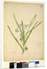 Page 245. Solanum vescum, c.1803-06 by John William Lewin