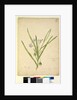 Page 245. Solanum vescum, c.1803-06 by John William Lewin