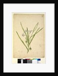 Page 245. Solanum vescum, c.1803-06 by John William Lewin
