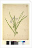 Page 245. Solanum vescum, c.1803-06 by John William Lewin