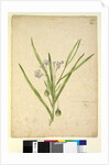 Page 245. Solanum vescum, c.1803-06 by John William Lewin