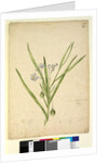 Page 245. Solanum vescum, c.1803-06 by John William Lewin