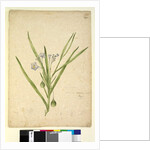 Page 245. Solanum vescum, c.1803-06 by John William Lewin