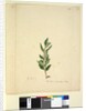 Page 251. Marsdenia suaveolens, c.1803-06 by John William Lewin