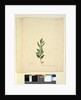 Page 251. Marsdenia suaveolens, c.1803-06 by John William Lewin
