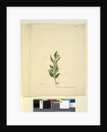Page 251. Marsdenia suaveolens, c.1803-06 by John William Lewin